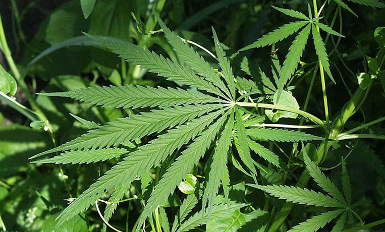 Мэриленд марихуана поля конопли во владимире