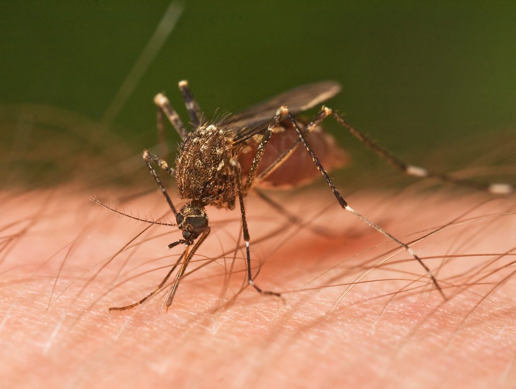 комарец