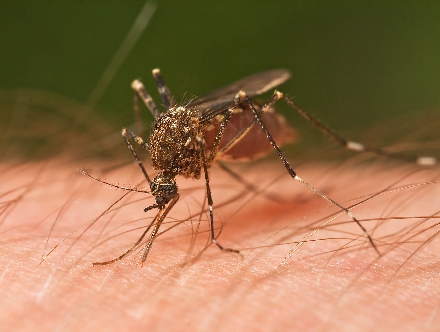 комарец