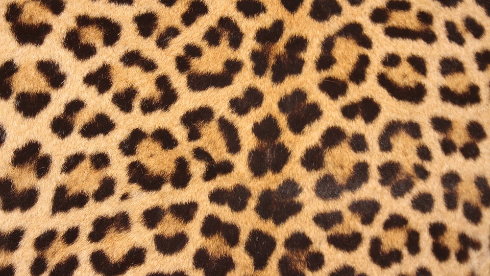 леопард принт