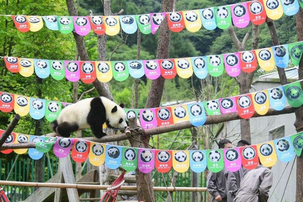 панда роденден