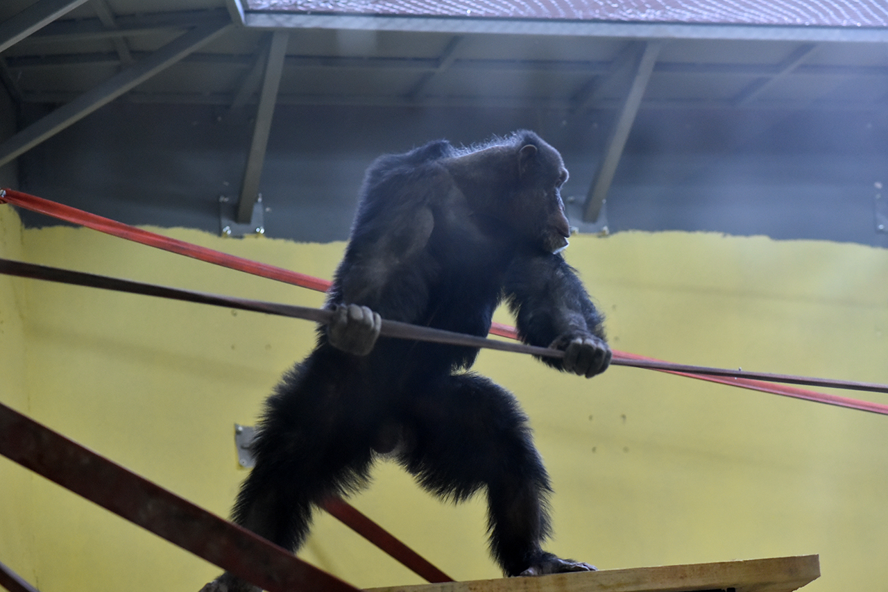 Шимпанзото Коко се врати дома