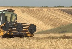 Јунскиот топлотен бран ја намали европската жетва за речиси девет милиони тони
