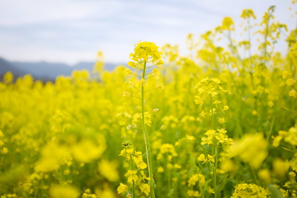 unsplash