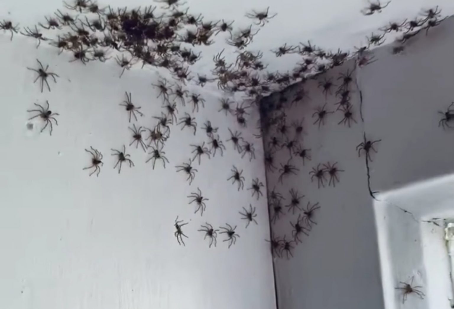 De donde salen las arañas en casa