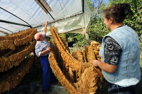 Тутунари Македонија
