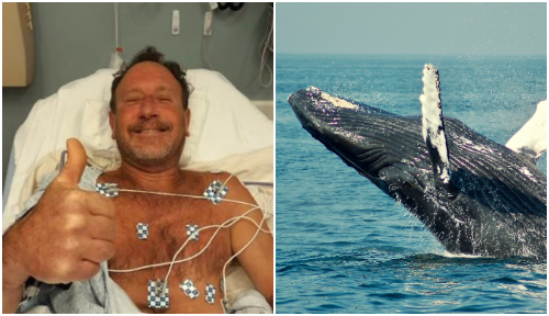 Бизарна среќа во несреќа: Американец бил проголтан од кит кој по скоро една  минута го плукнал - Слободен печат