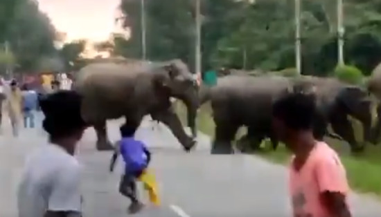 слон индија прегазен