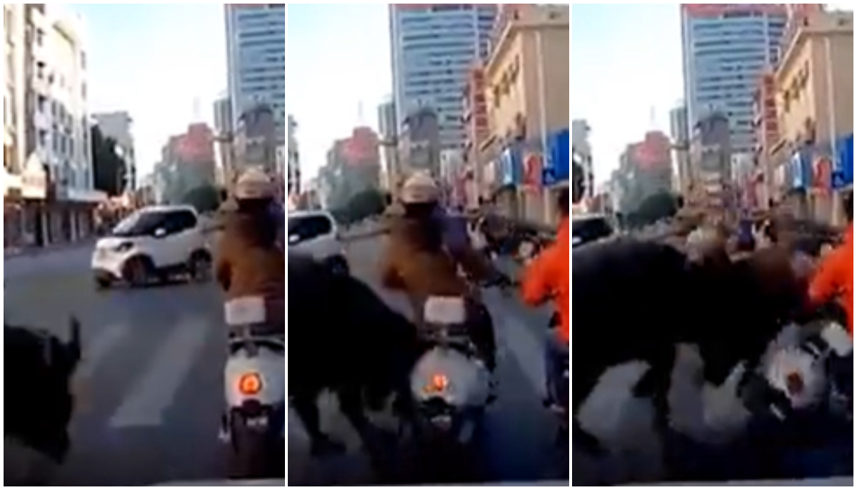 Бивол напаѓа луѓе во Кина