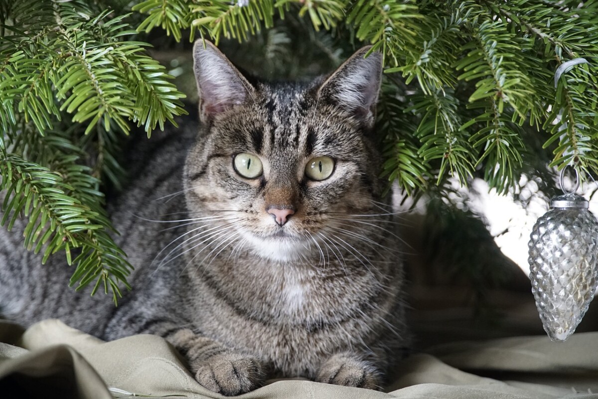 мачка новогодишна елка