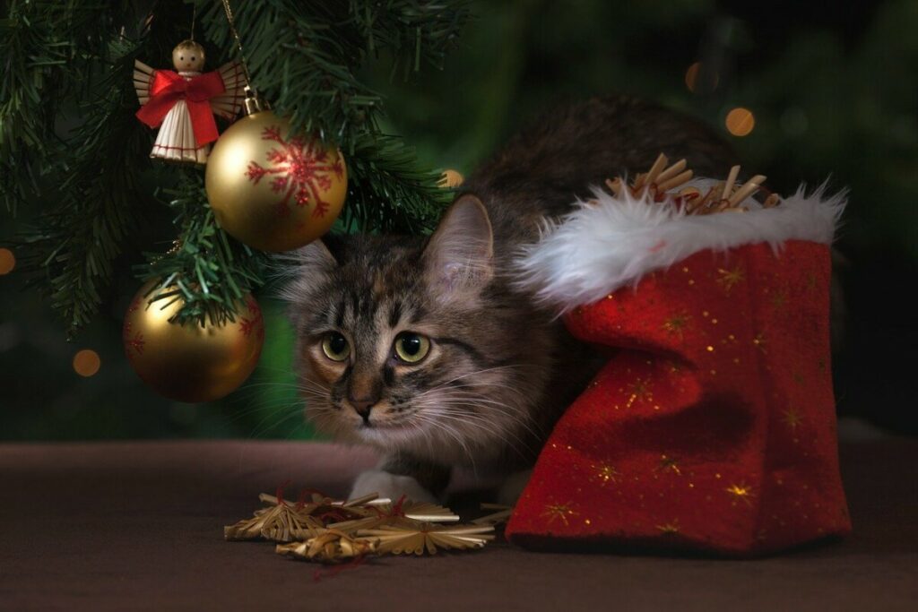 мачка новогодишна елка