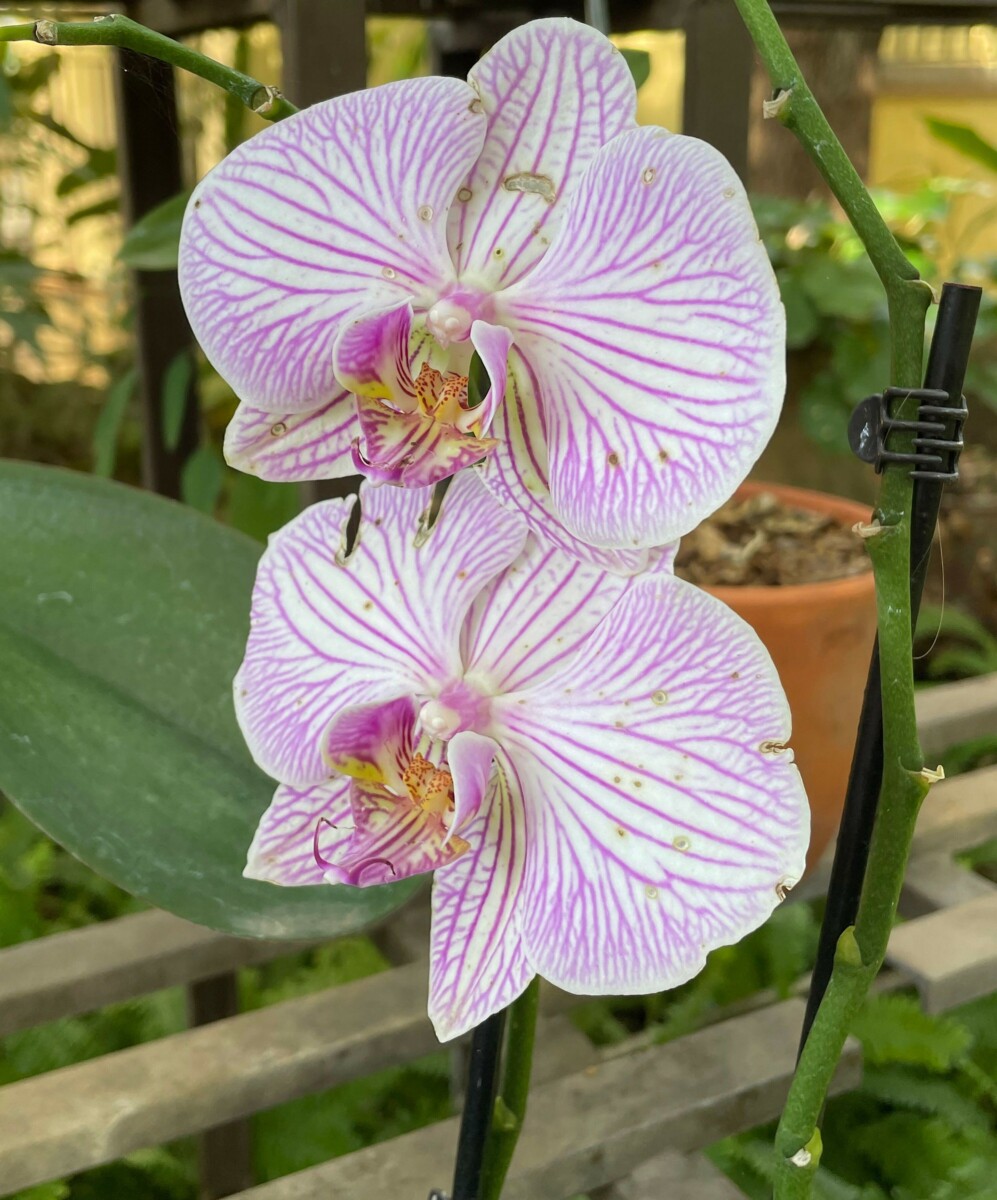 Orchid, flowers