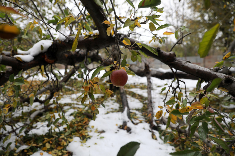 овошје под снег