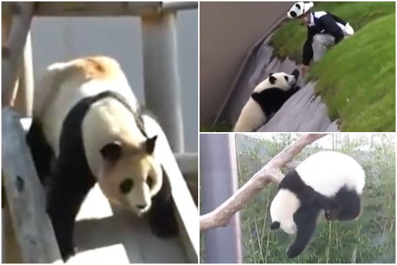 FUNNY VIDEO | Clumsy pandas in the zoo - Free Press