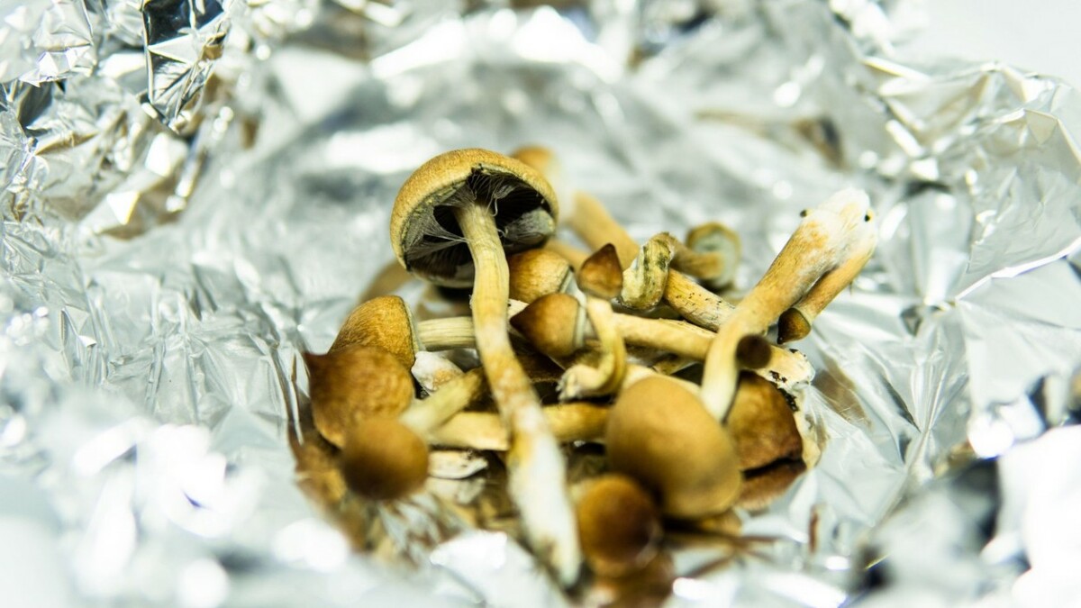 Халуциогени печурки