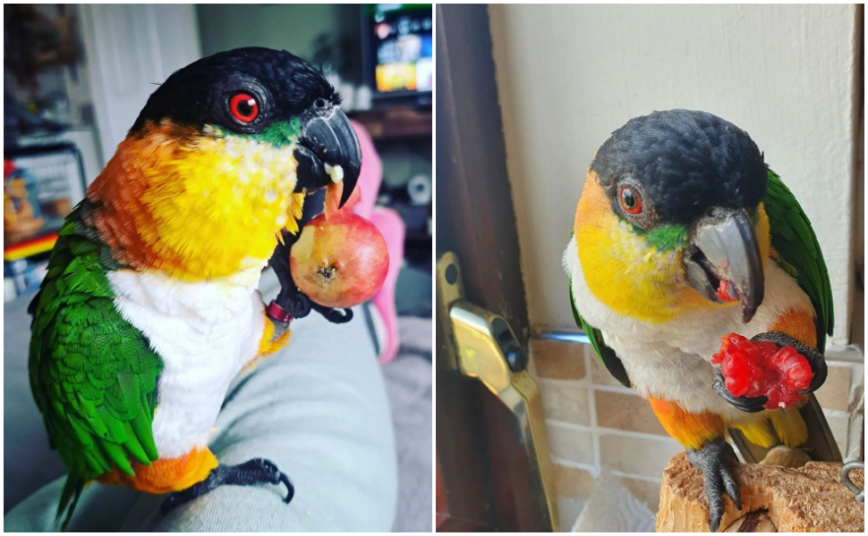 Izzy the parrot