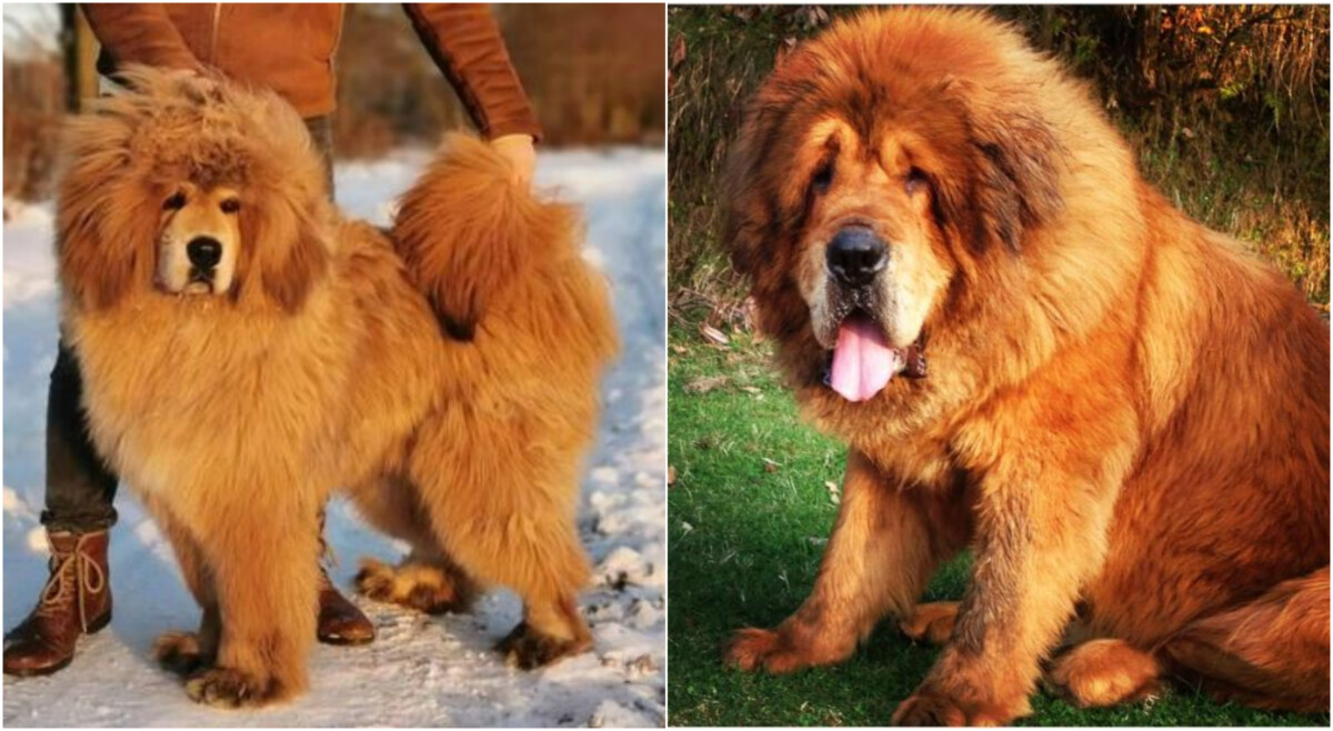 Tibetan Mastiff Meet The World s Most Expensive Dog At 2 Million 