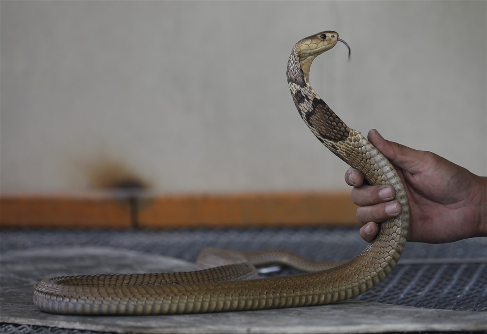 Venomous Cobra in Plane Forces South African Pilot to Make