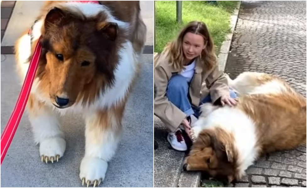 He's fur real: Meet Toco, the man going viral for his first walk as 'human  dog