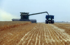 Жетвата на пченицата во Хрватска ќе започне порано од вообичаеното