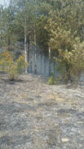 ФОТО+ВИДЕО/ ЦУК: Пожар во Брвеница, гори борова шума