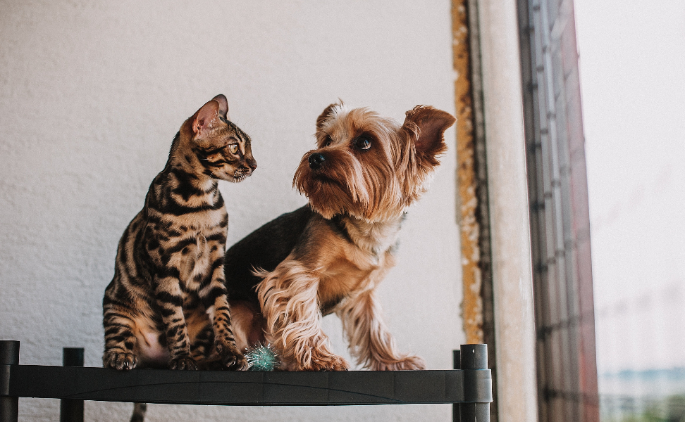 Why Do Dogs Hate Cats—and How Can You Help Them Get Along?