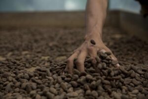 Какаото стана најсветлата ѕвезда на пазарот на суровини: на берзата се плаќа речиси 10.000 долари за тон!