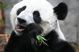 Сан Франциско ќе добие неколку панди од Кина