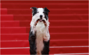 ФОТО | Специјален гостин го посети Канскиот филмски фестивал: Кучето Меси како холивудска ѕвезда