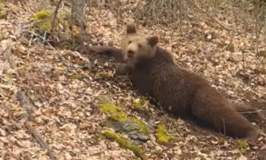 Мечка била забележана на една од патеките на Водно