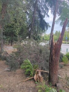 Десетици паднати дрвја од ветрот во Скопје, се расчистуваше до вечерните часови