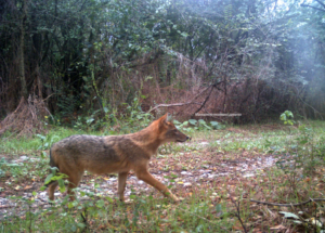 Волците треба да се заштитат од лов, зашто спречуваат да се шират чакалите, порачува Македонското еколошко друштво