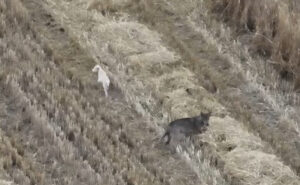 ВИДЕО | Глутница волци посвоија кученце во Грција – го однесоа да пие вода, му понудија храна