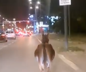 ВИДЕО | Магаре вечерва мирно прокаска по скопски булевар, личеше како да знае каде тргнало