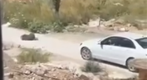 ВОЗНЕМИРУВАЧКО ВИДЕО | Жена од Македонија со кола ѕверски усмрти куче на улица во Црна Гора — сакала да побегне но ја фатиле на граница