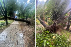 ФОТО | Дрво падна врз пешачка патека до детско игралиште во Аеродром