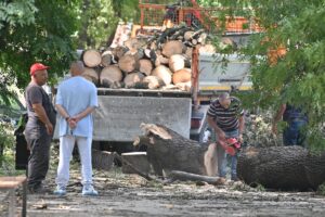 Дел од паднатите дрвја низ Скопје ќе завршат како огрев за социјално загрозени семејства