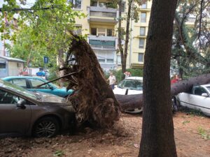 Апел од ЈП „Паркови и зеленило“ – поради најавеното нестабилно време, скопјани подобро да не паркираат под дрвја
